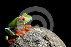 Frog on a rock isolated black