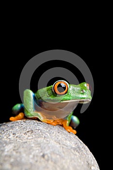 Frog on rock isolated black