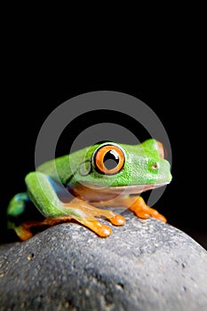 Frog on a rock isolated black