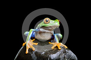 Frog on a rock isolated black