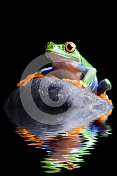 Frog on a rock isolated black