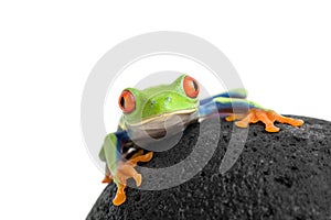 Frog on a rock isolated white