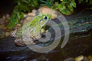 Frog rock nature environment wildlife forest water animal