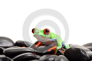 Frog on rocks isolated