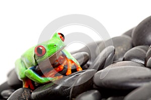 Frog on the rocks isolated