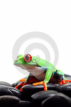 Frog on rocks isolated white