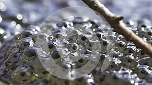 Frog roe in a spring forest pond with branch spbd. Caviar fertilised egg in water. Environment