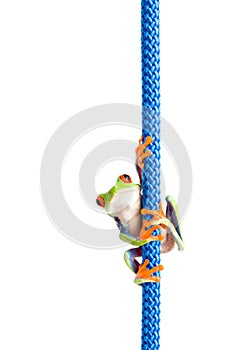 Frog on a rope isolated white