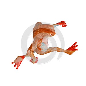 Frog is running in isometric view