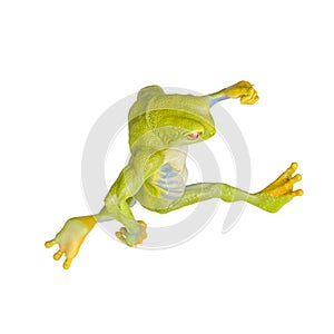 Frog is running in isometric view