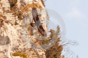 Frog\'s eye view shot of a bird of prey soaring against a blurry mountain cliff in the Swiss Alps