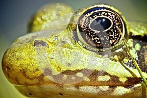 Frog's Head