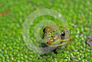 Frog's head in pond weed