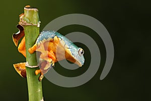 Frog sat on top of bamboo