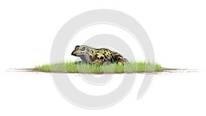 Frog seated in grass