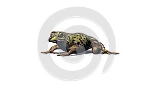 Frog seated - left side view