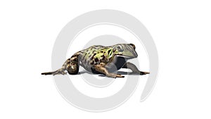 Frog seated - right side view