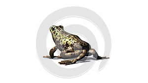 Frog seated - view from back