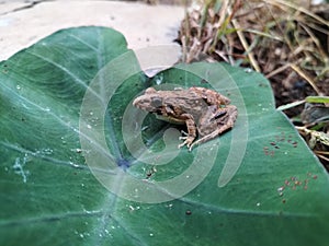 The frog seems to be sitting on a green leaf