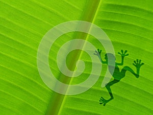 Frog shadow on the banana leaf