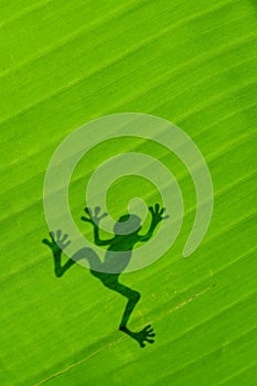 Frog shadow on the banana leaf