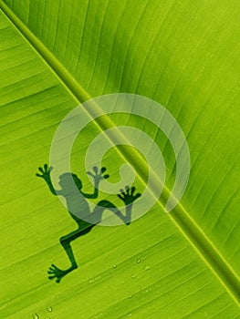 Frog shadow on the banana leaf. background texture of banana lea