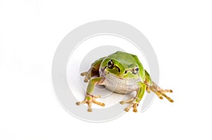 Frog,