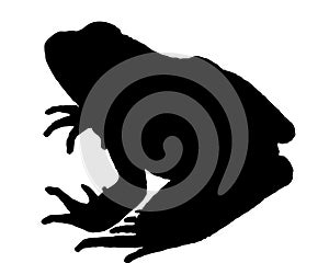 Frog silhouette