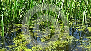 Frog singing croaking in an old overgrown pond.