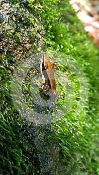 Frog in Sinharaja forest