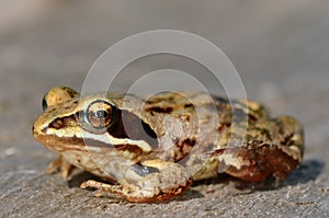 Frog sit on gray board