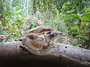 The frog sits on the back of his mother frog - The Mexican burrowing tree frog Smilisca