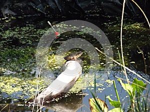 The frog sits on a branch in the pond, basking in the sun