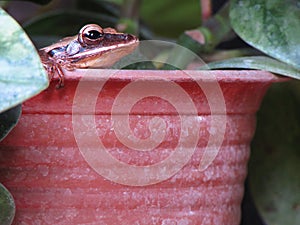 A frog sits in a brown pot with a green leaf on it.