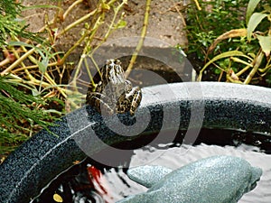 Frog sits on edge of garden pond