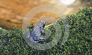 frog sits on green wet moss