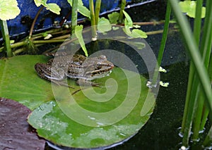 Frog sits on a leaf of a water lily