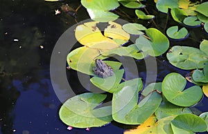 Frog sits on a leaf of a water lily