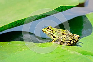 A frog sits on a leaf of a water lily on a lake in the middle of a forest on a warm, sunny summer day