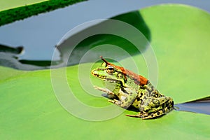 A frog sits on a leaf of a water lily on a lake in the middle of a forest on a warm, sunny summer day
