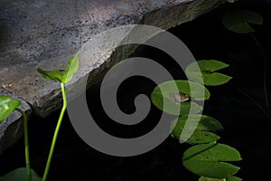 Frog sits on a lily pad in a small pond