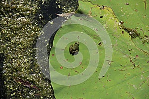 The frog sits on the Lotus leaf