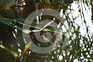 The frog sits in the rushes.