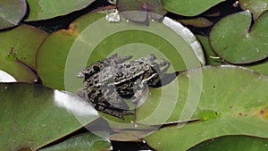 A frog sits on a sheet of water lily in a pond and then jumps for a fly. A summer in Botanical Garden in Munich, Germany