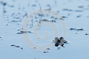 Frog sits in water close