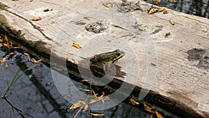 Frog sitted on a piece of wood floating on a lake. Green toad with plants and water