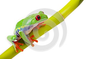 Frog sitting on Bamboo