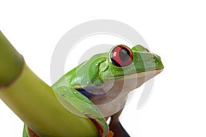 Frog sitting on Bamboo