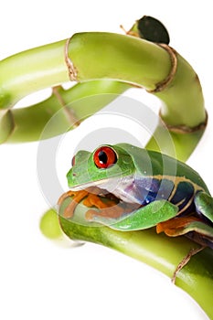 Frog sitting on Bamboo