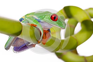 Frog sitting on Bamboo